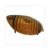 WINKER LENS DERBI PADDOCK L.F. CE