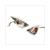 FLASHER PEUGEOT SPEEDFIGHT2 LEXUS SET REAR